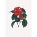 Illustrationer og beskrivelser af planterne, der udgør den naturlige orden af Camellieae Pl16 - Alfred Chandler — visning af kunstværket