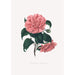 Illustrationer og beskrivelser af planterne, der udgør den naturlige orden af Camellieae Pl19 - Alfred Chandler — visning af kunstværket