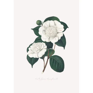 Alfred Chandler - Illustrations and descriptions of the plants which compose the natural order Camellieae Pl21.webp
