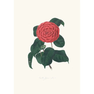 Alfred Chandler - Illustrations and descriptions of the plants which compose the natural order Camellieae Pl22.webp