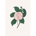 Illustrationer og beskrivelser af planterne, der udgør den naturlige orden af Camellieae Pl24 - Alfred Chandler — visning af kunstværket