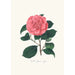 Illustrationer og beskrivelser af planterne, der udgør den naturlige orden af Camellieae Pl26 - Alfred Chandler — visning af kunstværket