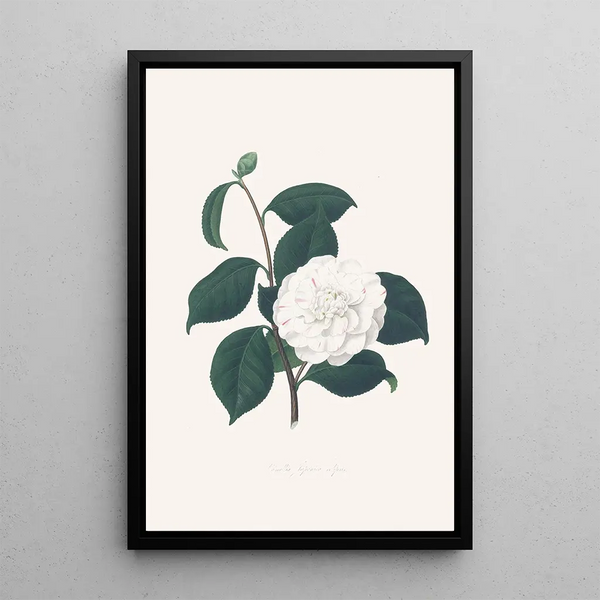 Alfred Chandler - Illustrations and descriptions of the plants which compose the natural order Camellieae Pl30.webp