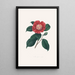 Illustrationer og beskrivelser af planterne, der udgør den naturlige orden af Camellieae Pl31 - Alfred Chandler