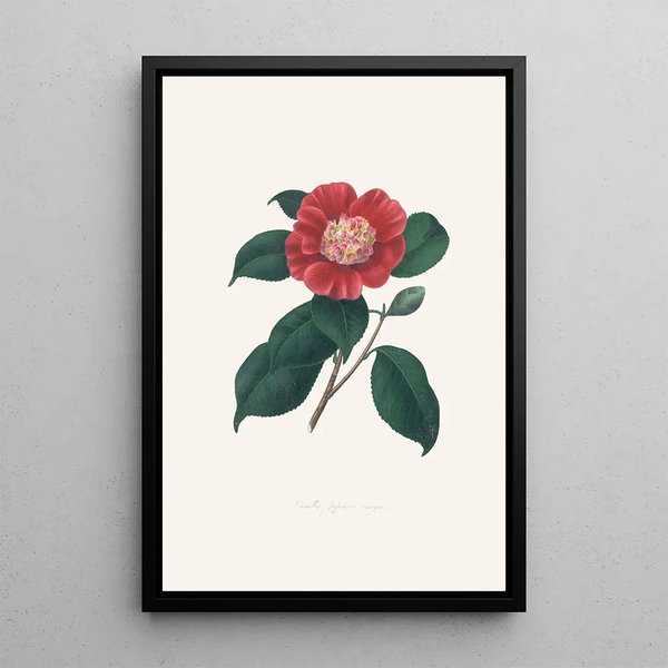 Illustrationer og beskrivelser af planterne, der udgør den naturlige orden af Camellieae Pl31 - Alfred Chandler