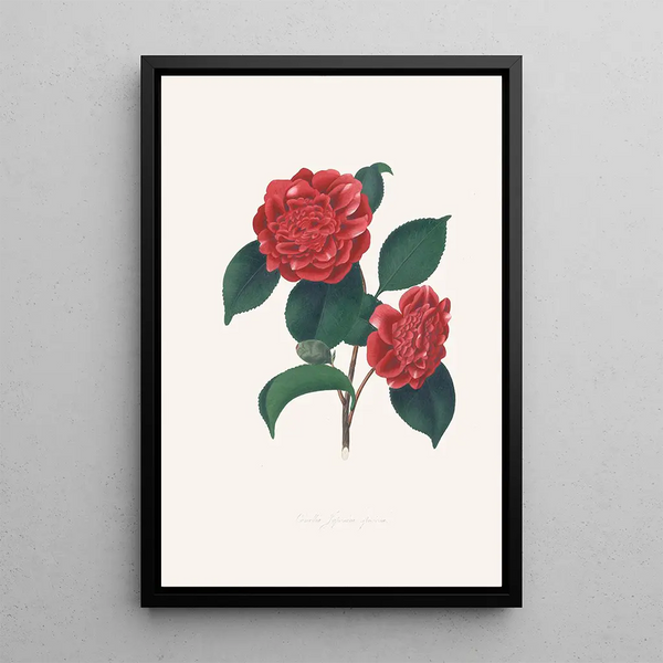 Illustrationer og beskrivelser af planterne, der udgør den naturlige orden af Camellieae Pl32 - Alfred Chandler