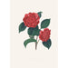 Illustrationer og beskrivelser af planterne, der udgør den naturlige orden af Camellieae Pl32 - Alfred Chandler