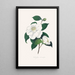 Illustrationer og beskrivelser af planterne, der udgør den naturlige orden af Camellieae Pl33 - Alfred Chandler — indrammet kunstværk på væggen