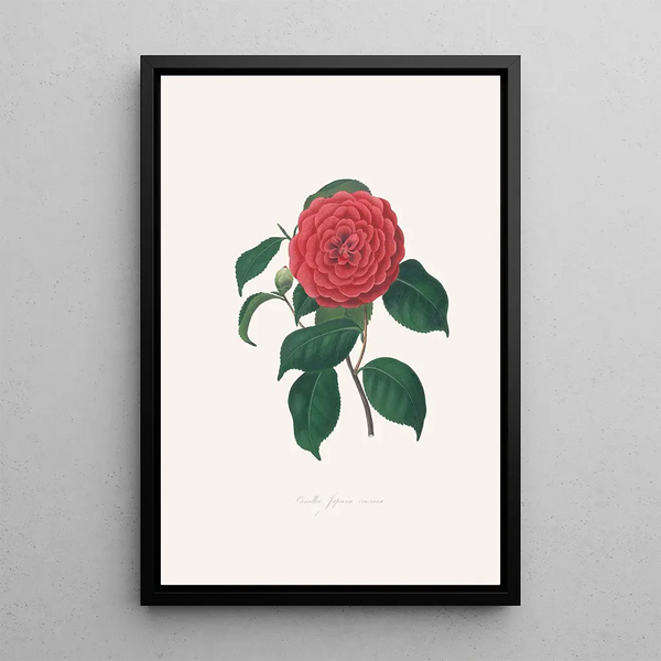 Illustrationer og beskrivelser af planterne, der udgør den naturlige orden af Camellieae Pl34 - Alfred Chandler