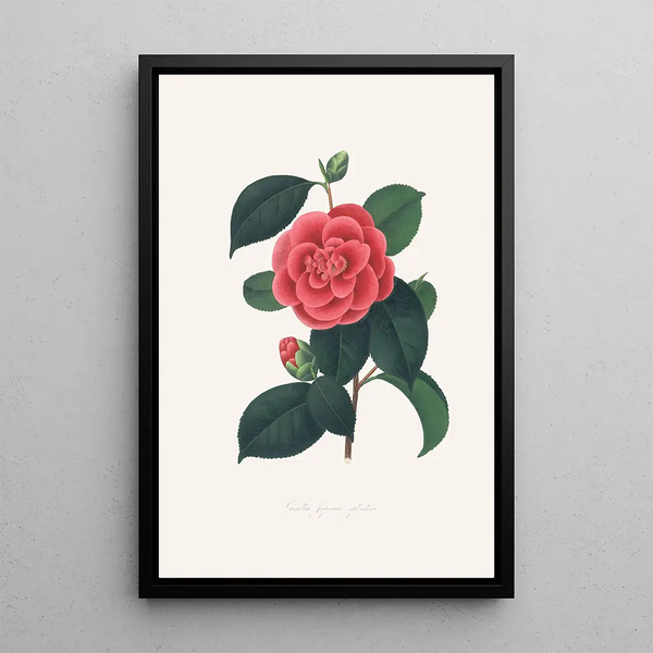 Illustrationer og beskrivelser af planterne, der udgør den naturlige orden af Camellieae Pl35 - Alfred Chandler