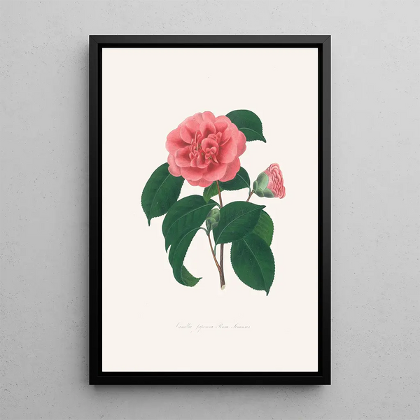 Illustrationer og beskrivelser af planterne, der udgør den naturlige orden af Camellieae Pl36 - Alfred Chandler