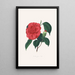 Illustrationer og beskrivelser af planterne, der udgør den naturlige orden af Camellieae Pl37 - Alfred Chandler