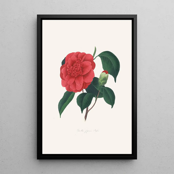Illustrationer og beskrivelser af planterne, der udgør den naturlige orden af Camellieae Pl37 - Alfred Chandler