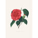 Illustrationer og beskrivelser af planterne, der udgør den naturlige orden af Camellieae Pl37 - Alfred Chandler