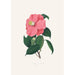 Illustrationer og beskrivelser af planterne, der udgør den naturlige orden af Camellieae Pl38 - Alfred Chandler — visning af kunstværket