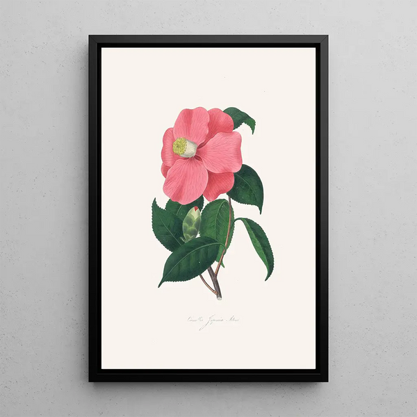 Illustrationer og beskrivelser af planterne, der udgør den naturlige orden af Camellieae Pl38 - Alfred Chandler — indrammet kunstværk på væggen