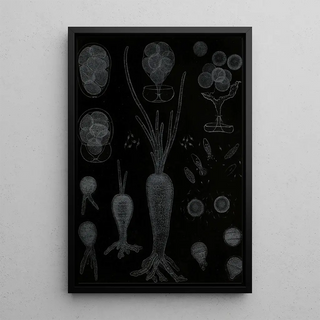 Alfred Frdol - Dveloppement des Algues.webp