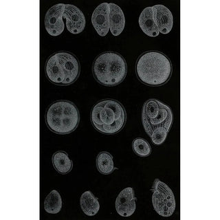 Alfred Frdol - Dveloppement dun Infusoire.webp