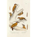 Reproduktion af maleriet Monographie des picidés pl01 - Alfred Malherbe