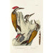 Reproduktion af maleriet Monographie des picidés pl03 - Alfred Malherbe