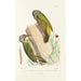 Reproduktion af maleriet Monographie des picides pl20 - Alfred Malherbe
