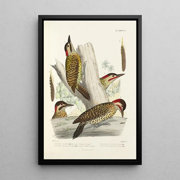 Alfred Malherbe - Monographie des picides pl27.webp