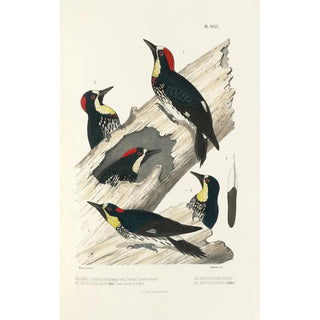 Alfred Malherbe - Monographie des picides pl28.webp