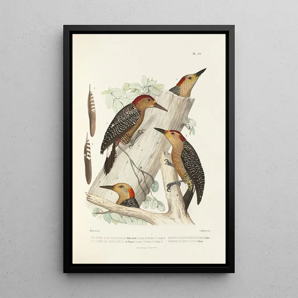 Reproduktion af maleriet Monographie des picides pl34 - Alfred Malherbe