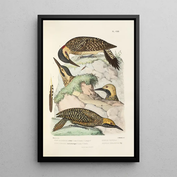 Reproduktion af maleriet Monographie des picides pl42 - Alfred Malherbe