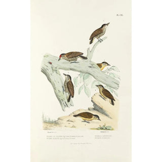 Alfred Malherbe - Monographie des picides pl49.webp