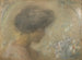 Nénuphars - Alice Pike Barney — visning af kunstværket