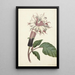 Reproduktion af maleriet Plante Datura Fastuosa Lin - Alida Withoos