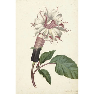 Alida Withoos - Plant Datura Fastuosa Lin.webp