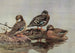 Canard à bec jaune africain Canard noir africain Canard de Meller - Allan Brooks — visning af kunstværket