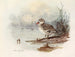 Canard siffleur - Allan Brooks — visning af kunstværket