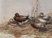 Canard siffleur à ailes bleues - Allan Brooks — visning af kunstværket