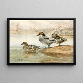Allan Brooks - Falcated Teal.webp