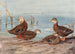 Canard sombre de Floride Canard mexicain - Allan Brooks — visning af kunstværket