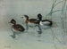 Canard à collier - Allan Brooks — visning af kunstværket