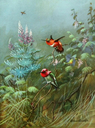 Allan Brooks - Rufous and Annas humming birds.webp