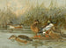 Canard souchet - Allan Brooks — visning af kunstværket