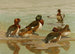Canard à œil blanc Fuligule de Baer Canard à œil blanc de Madagascar - Allan Brooks — visning af kunstværket