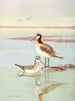Wilsons Phalarope - Allan Brooks — visning af kunstværket