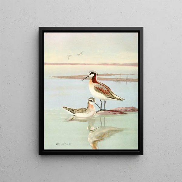 Wilsons Phalarope - Allan Brooks — indrammet kunstværk på væggen