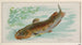 Poisson-chat - Allen Ginter — visning af kunstværket