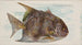 Poisson-lune - Allen Ginter — visning af kunstværket