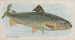 Salmon - Allen Ginter — visning af kunstværket