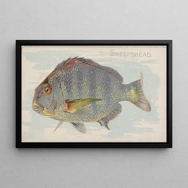 Sheepshead - Allen Ginter — indrammet kunstværk på væggen