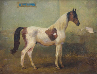 Alois Bach - Junger gefleckter Hengst im Stall.webp