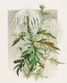 Chrysanthème Medusa - Alois Lunzer — visning af kunstværket